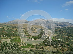 Olive groves photo