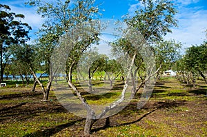 Olive Groves