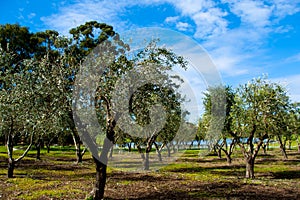 Olive Groves