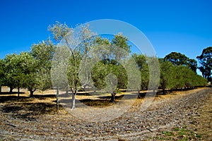 Olive Groves