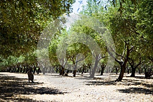 Olive Groves