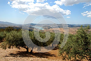 Olive groves, Axarquia, Spain. photo