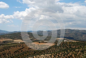 Olive groves, Axarquia, Spain.