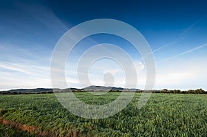 Olive groves and barley fields