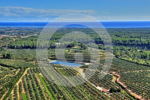 Olive groves in Costa Daurada, Spain