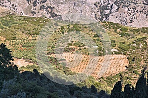 Olive groves in Crete