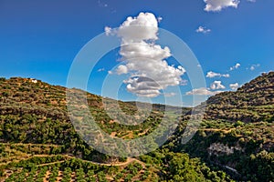 Olive groves on hills in Crete, Greece