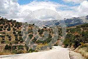 Olive groves and mountains, Andalusia, Spain.