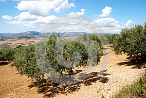 Olive groves, Periana.