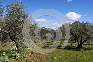 Olive groves, Refugio de Juanar, Andalusia, Spain. photo
