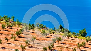 Olive groves by the sea in Dalmatia photo