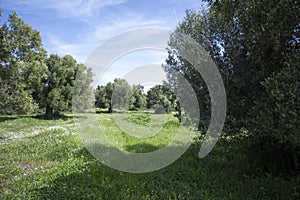 Olive groves at Sithonia coastline near Kastri Beach, Chalkidiki, Greece