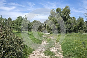 Olive groves at Sithonia coastline near Kastri Beach, Chalkidiki, Greece