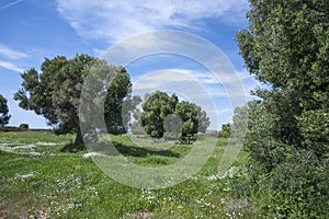 Olive groves at Sithonia coastline near Kastri Beach, Chalkidiki, Greece