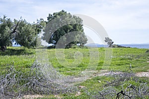 Olive groves at Sithonia coastline near Kastri Beach, Chalkidiki, Greece