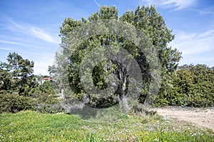 Olive groves at Sithonia coastline near Kastri Beach, Chalkidiki, Greece