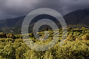 Olive groves on a spring day