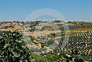 Olive groves, Ubeda, Andalusia, Spain. photo