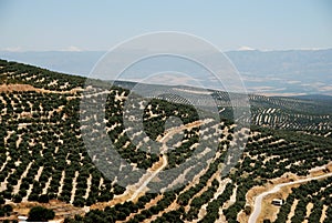 Olive groves, Ubeda, Spain. photo