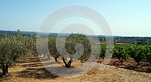 Olive groves and vineyards