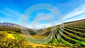 Olive groves and vineyards surrounded by mountains along the Helshoogte Road