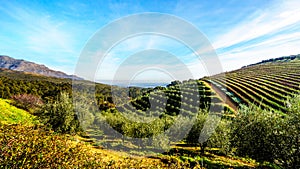 Olive groves and vineyards surrounded by mountains along the Helshoogte Road