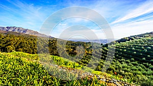 Olive groves and vineyards surrounded by mountains along the Helshoogte Road