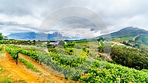 Olive groves and vineyards surrounded by mountains along the Helshoogte Road between the historic towns of Stellenbosch and Fransc