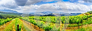 Olive groves and vineyards surrounded by mountains along the Helshoogte Road between the towns of Stellenbosch and Franschhoek