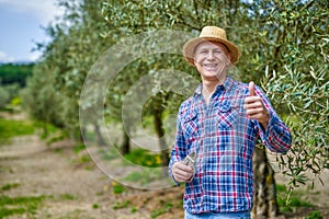 Olive grower working in olive grove.