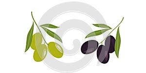 Olive hand drawn branch with green and black olives isolated on white background.