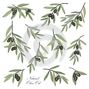 Olive. Hand drawn olive branch set. Stylish design elements coll