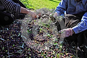 Olive harvest