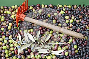 Olive harvest