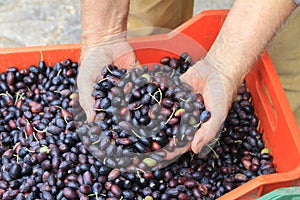 Olive harvest