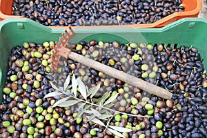 Olive harvest