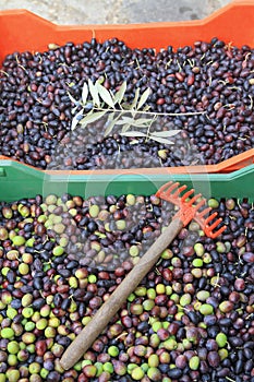 Olive harvest