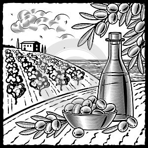 Olive harvest black and white