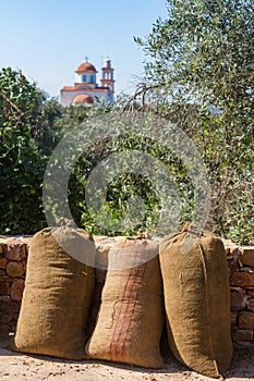 Olive harvest in the mountains of the Greek island of Crete