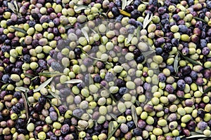 Olive harvest, newly picked olives of different colors and olive leafs.