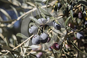 Olive harvest, newly picked olives of different colors and olive leafs.