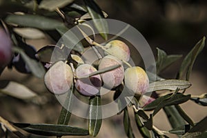 Olive harvest, newly picked olives of different colors and olive leafs.