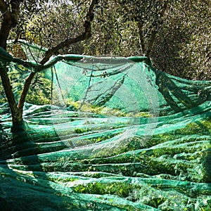 Olive Harvest photo