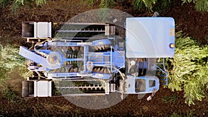 Olive Harvester passing over rows of Olive Trees, Aerial footage of the process.