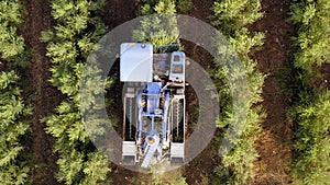 Olive Harvester passing over rows of Olive Trees, Aerial footage of the process.