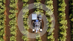 Olive Harvester passing over rows of Olive Trees, Aerial footage of the process.