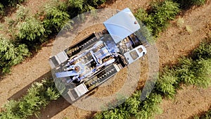 Olive Harvester passing over rows of Olive Trees, Aerial footage of the process.