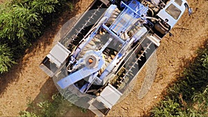 Olive Harvester passing over rows of Olive Trees, Aerial footage of the process.