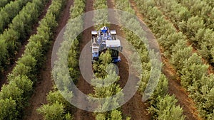 Olive Harvester passing over rows of Olive Trees, Aerial footage of the process.