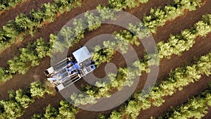 Olive Harvester passing over rows of Olive Trees, Aerial footage of the process.